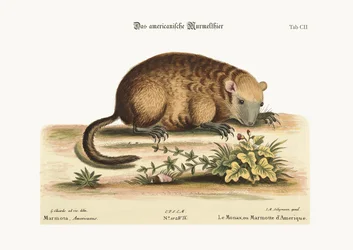 The Monax or Marmotte of America, 1749-73